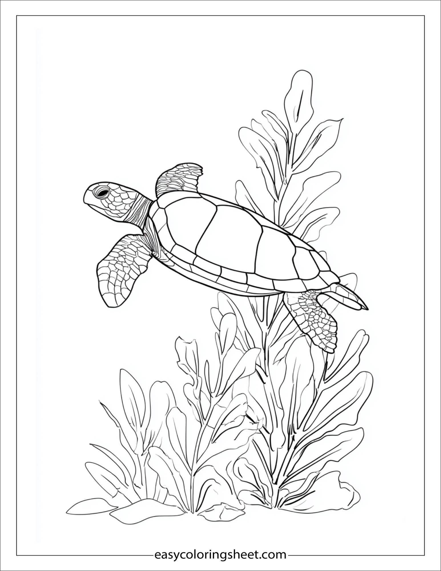 The Sea Turtle floating near seaweed