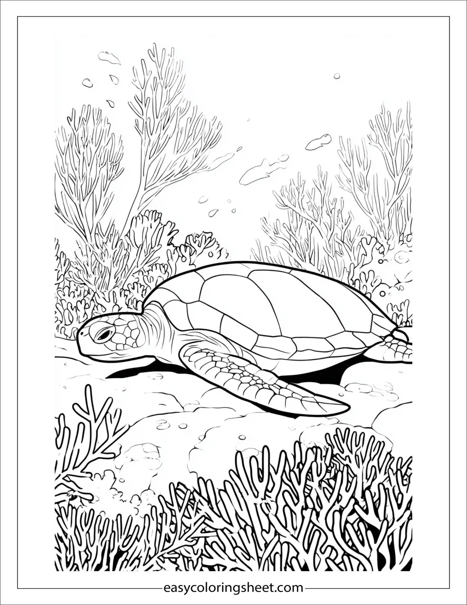 The Sea Turtle resting on coral