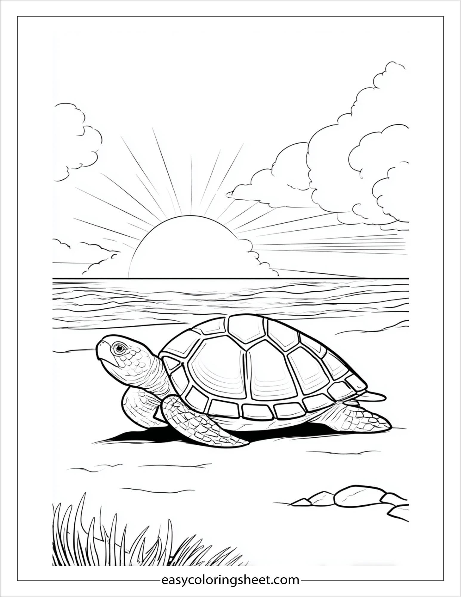 The Sea Turtle watching the sun rays