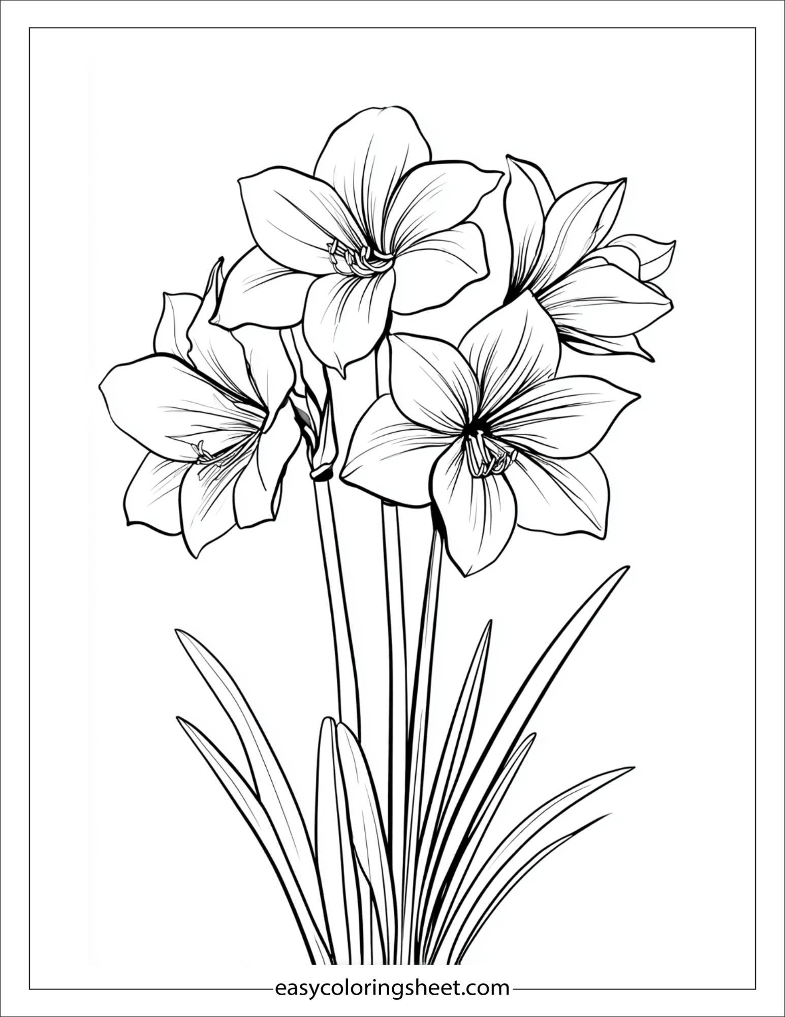 Amaryllis in full bloom