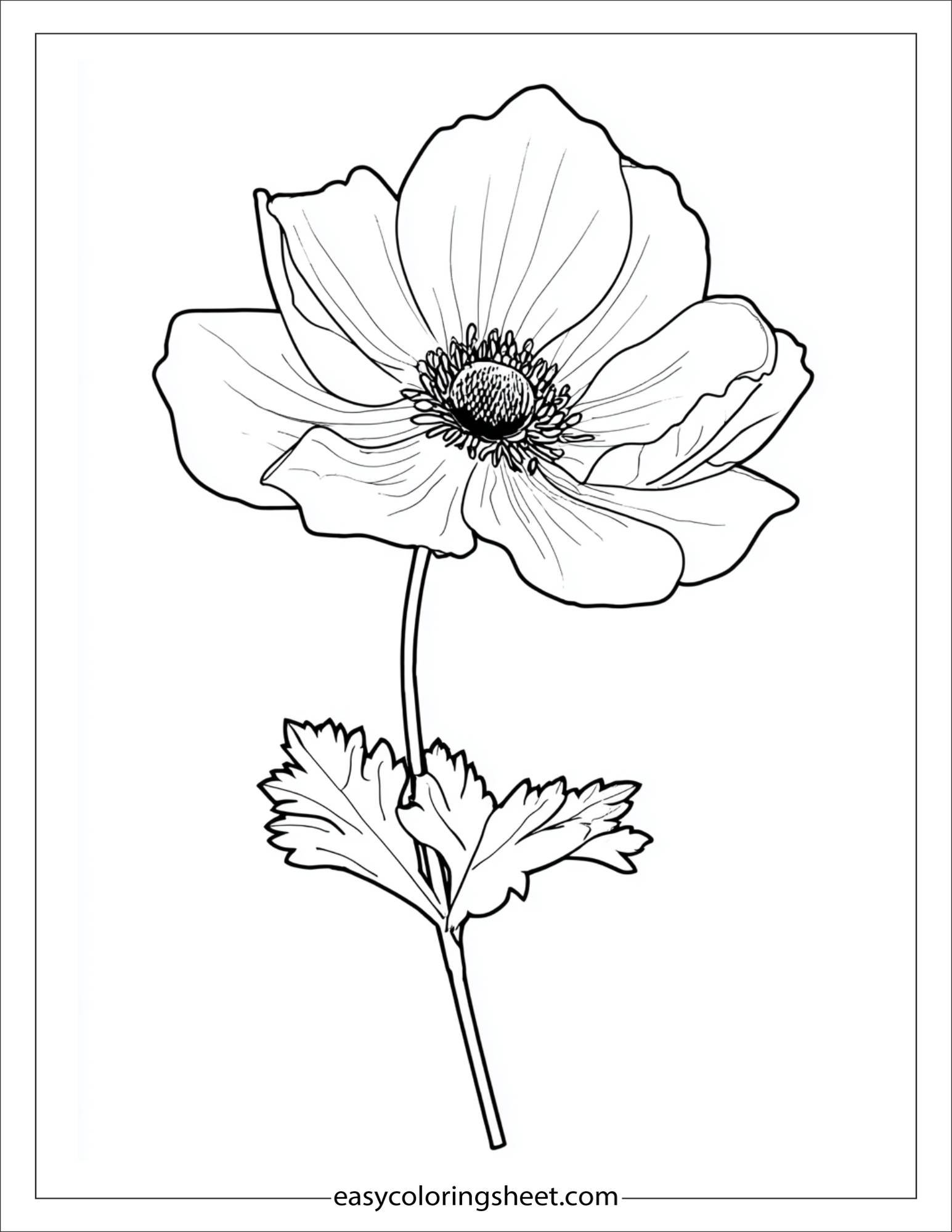 Anemone in full bloom