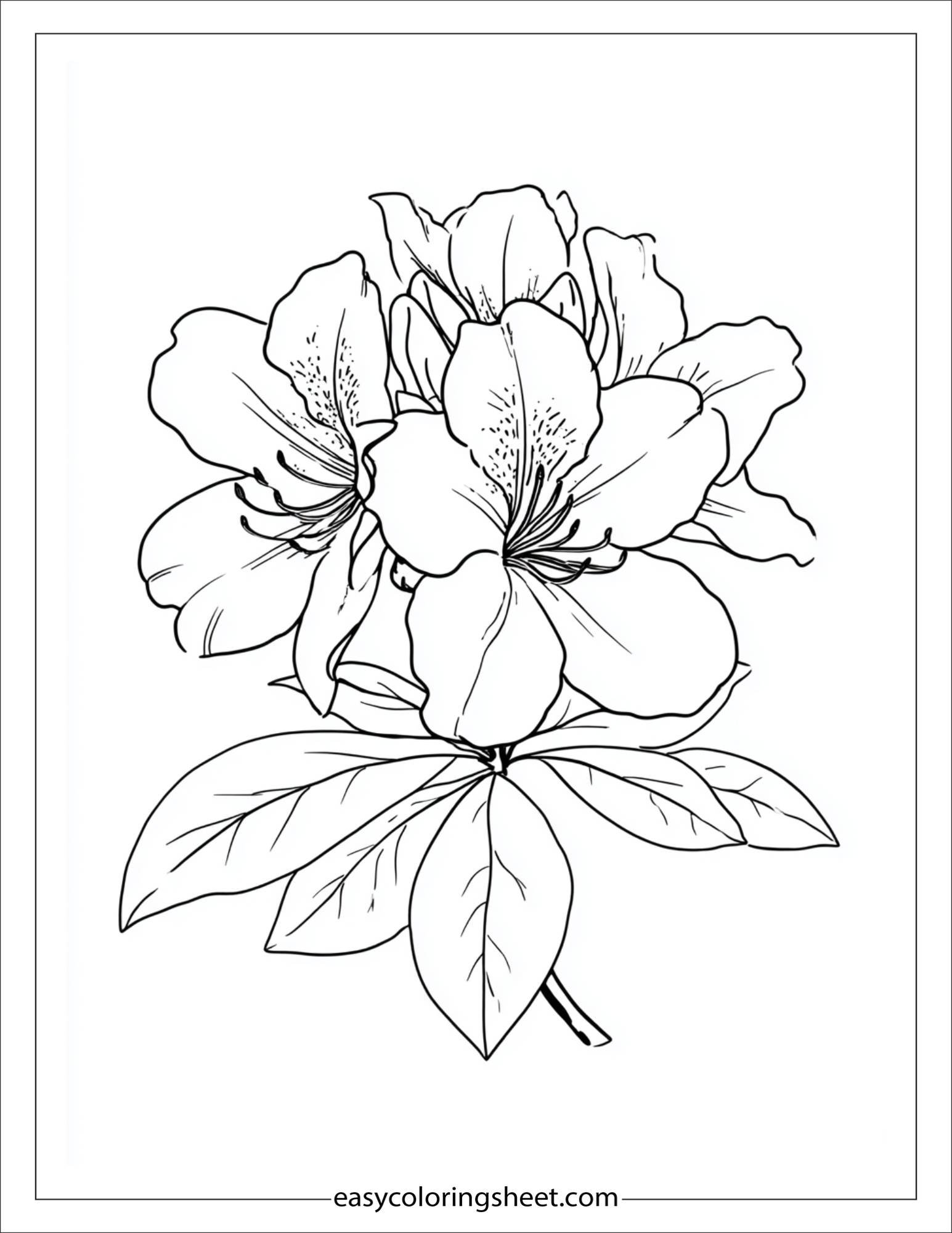 Azalea in full bloom