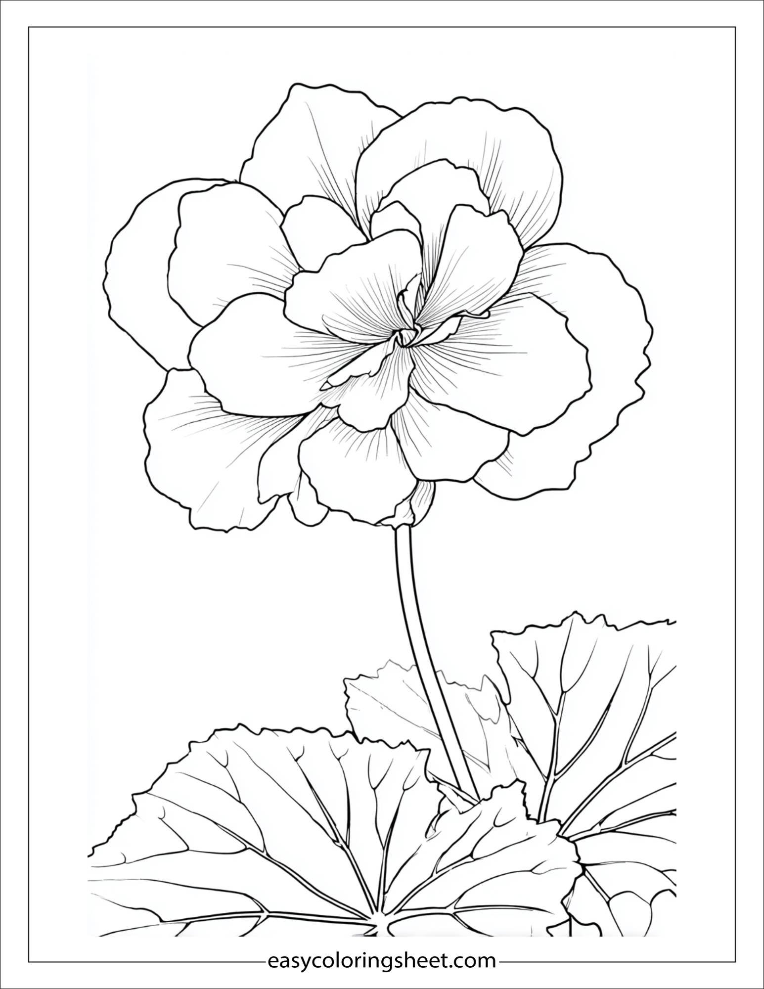 Begonia in full bloom