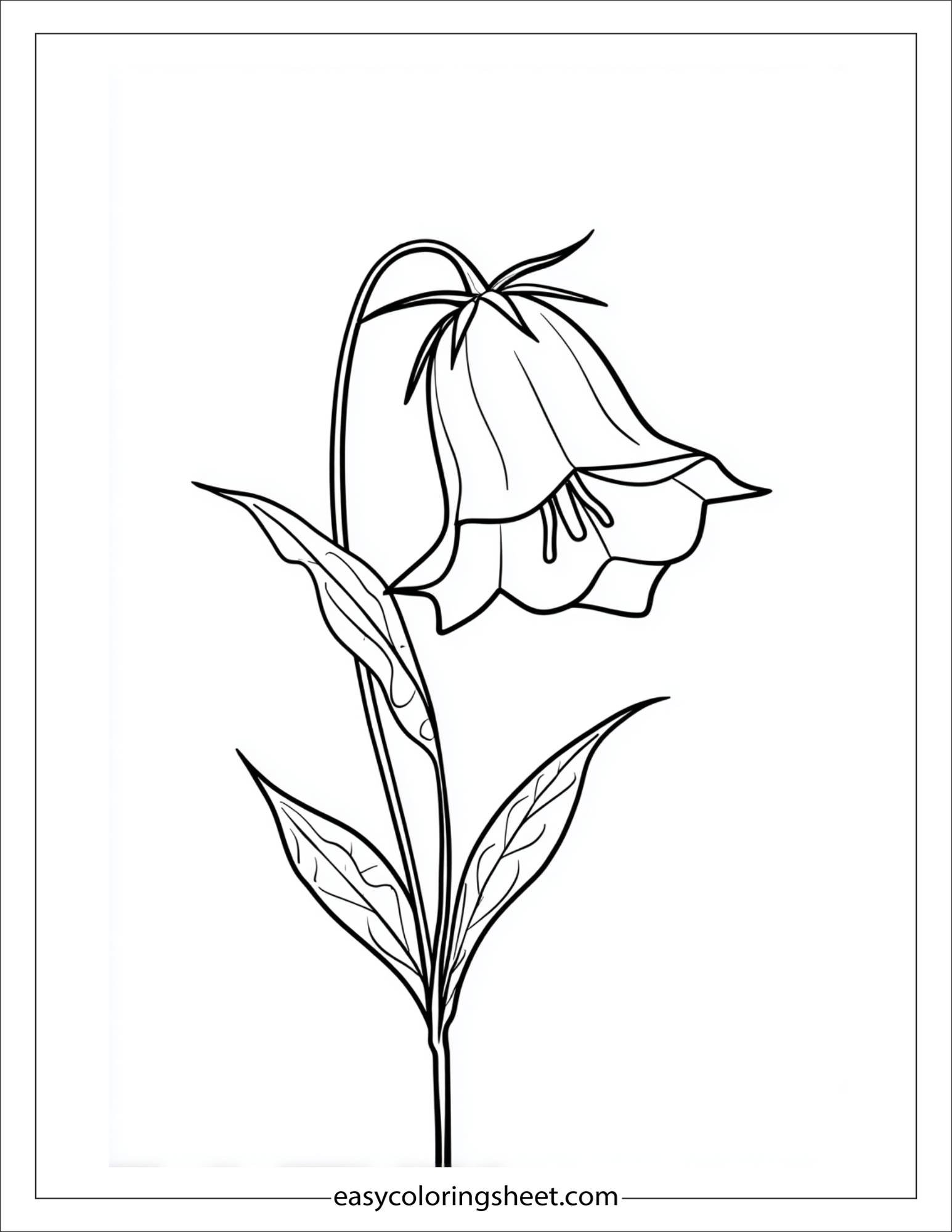 Bluebell in full bloom