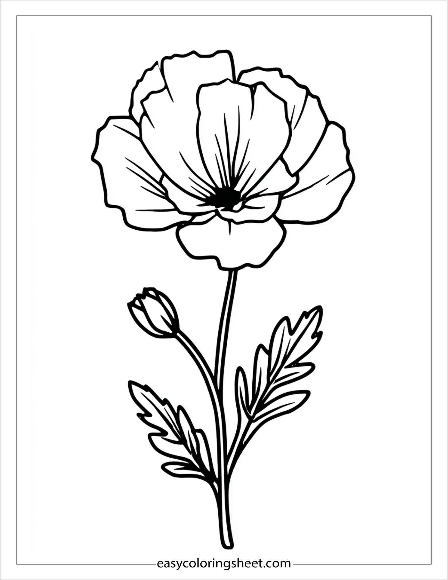 Buttercup in full bloom