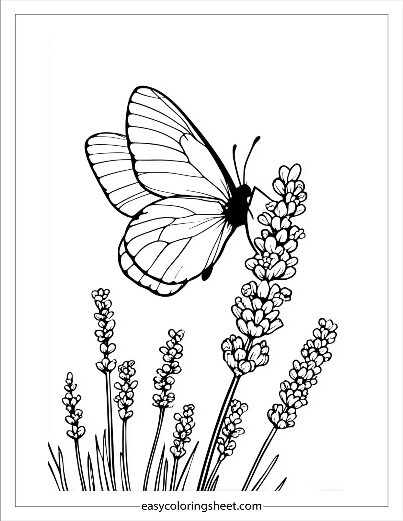 Butterfly resting on lavender