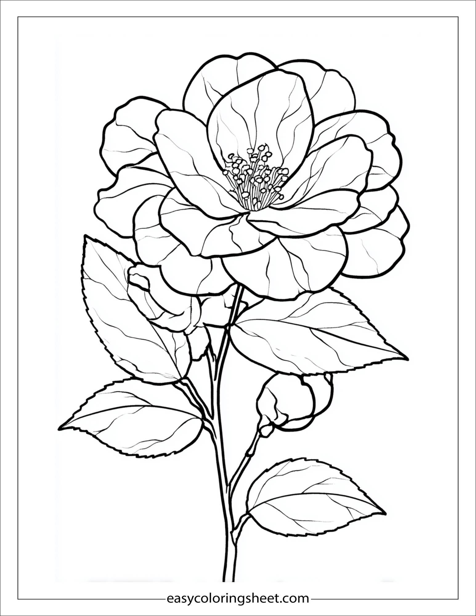 Camellia in full bloom