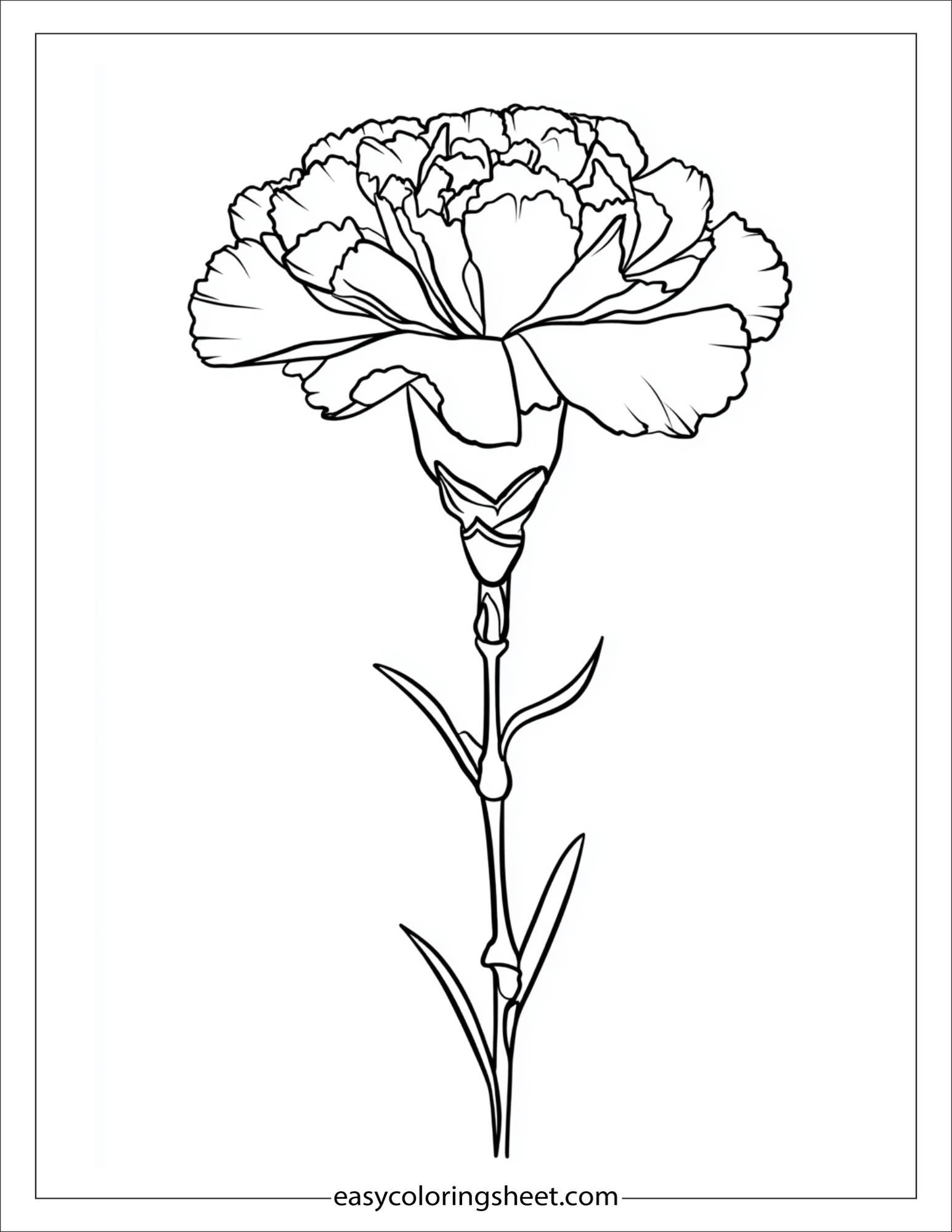 Carnation in full bloom