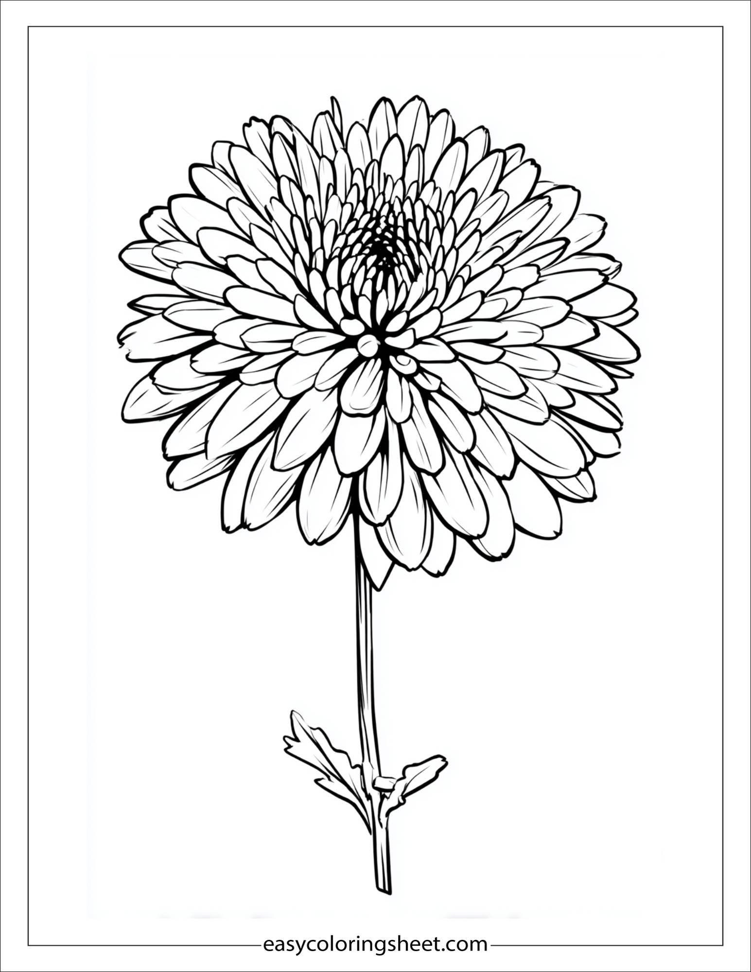 Chrysanthemum in full bloom