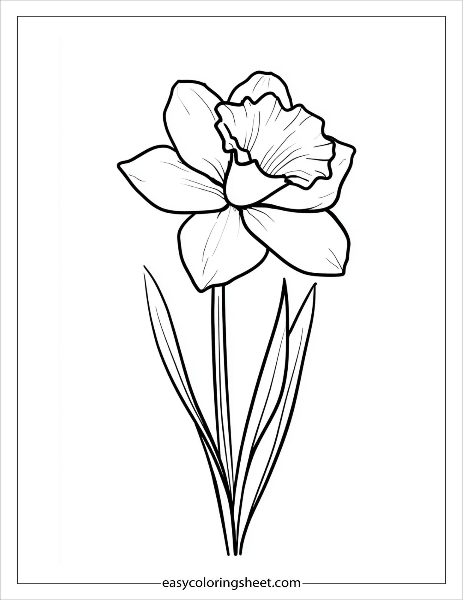 Daffodil in full bloom