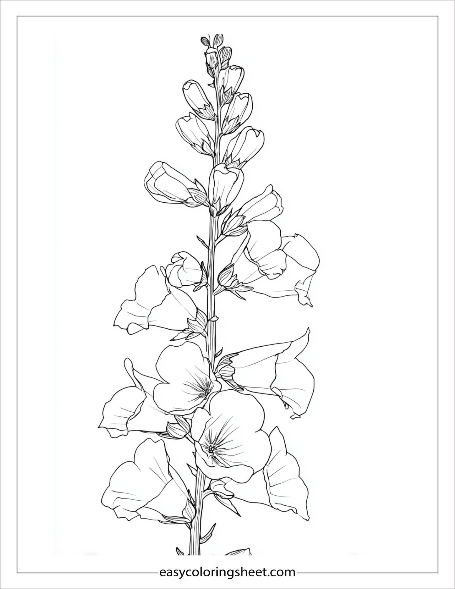 Foxglove in full bloom