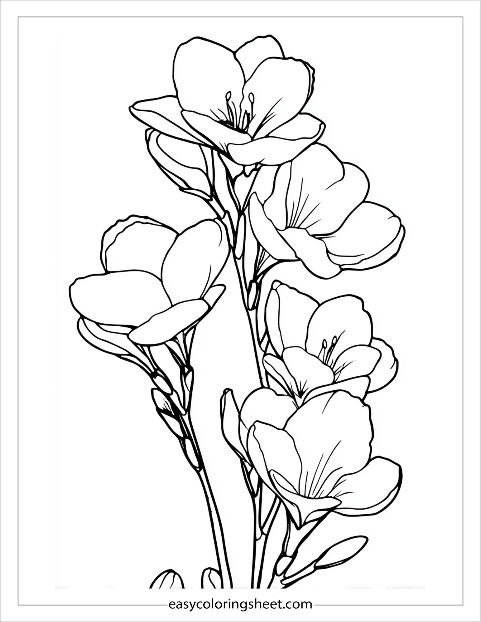 Freesia in full bloom