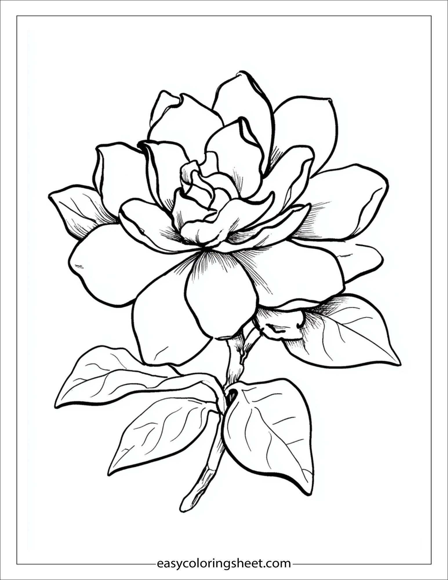 Gardenia in full bloom