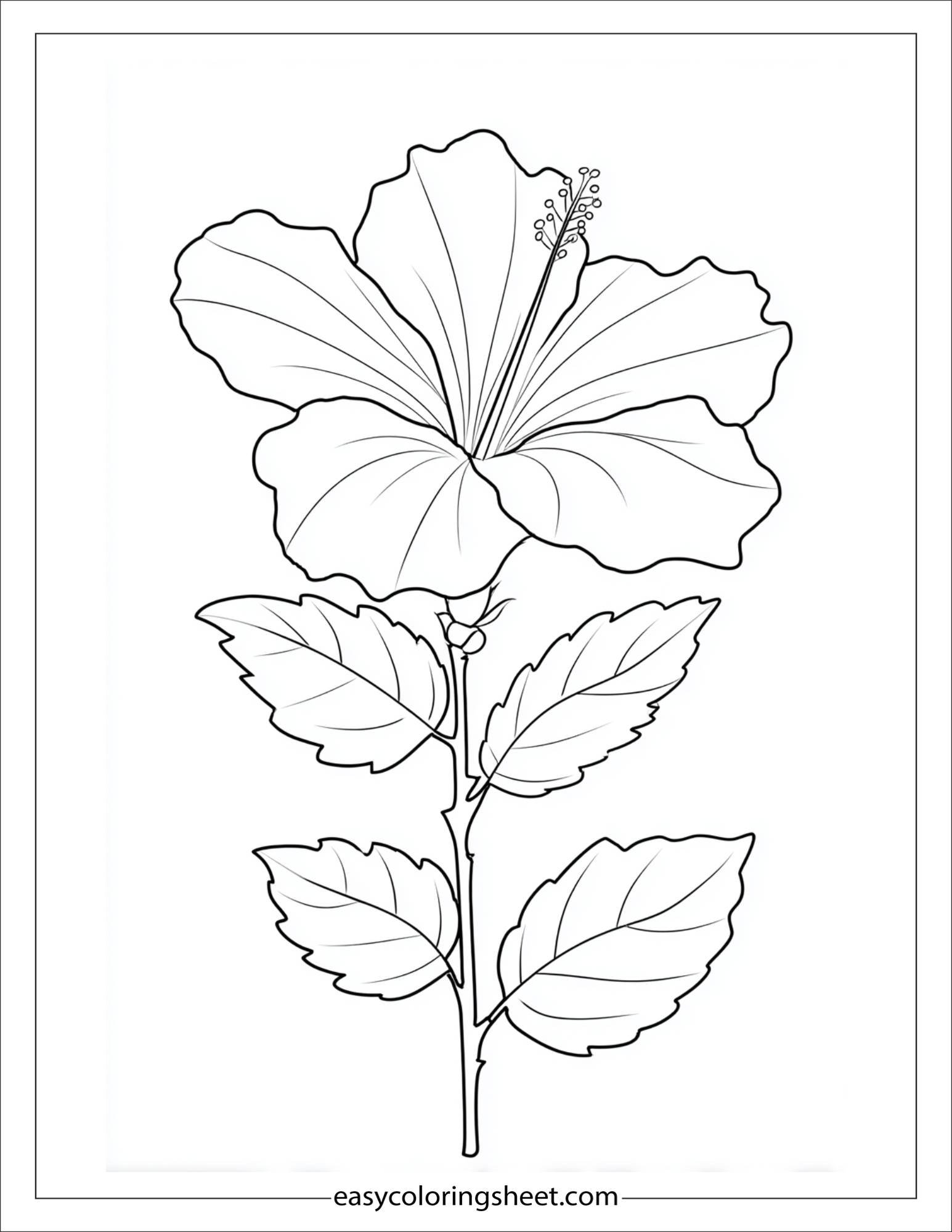 Hibiscus in full bloom