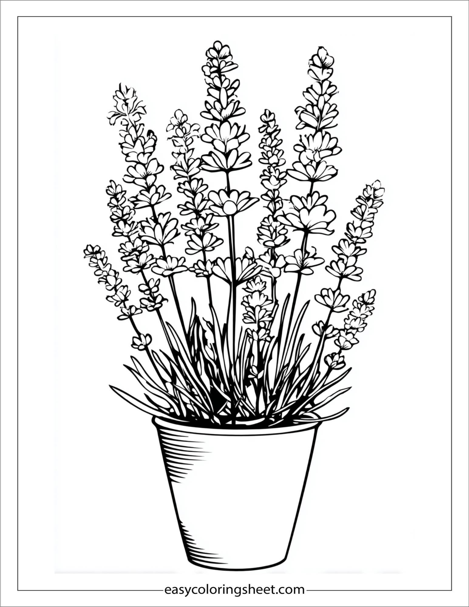 Lavender Growing in Pot