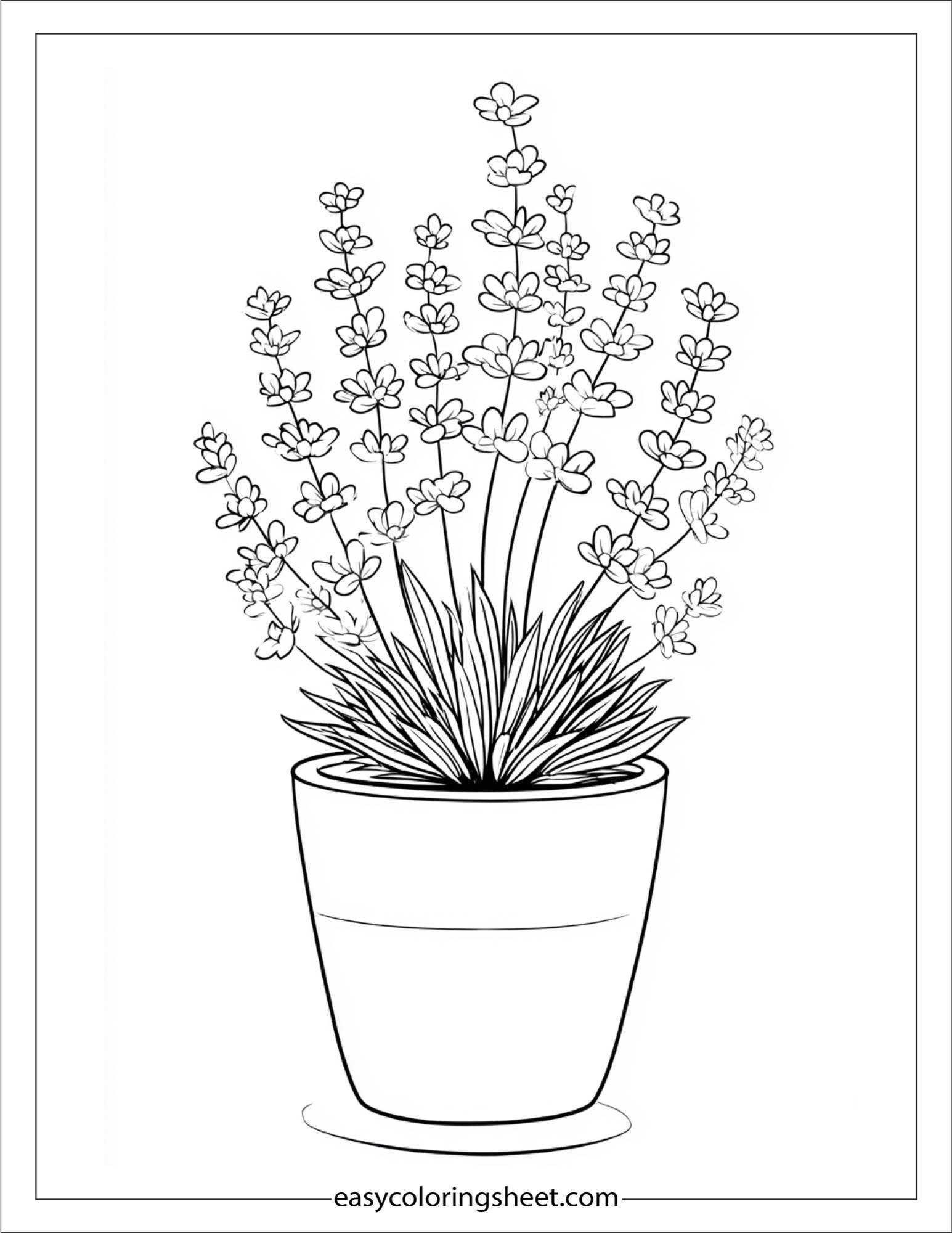 Lavender in flower pot