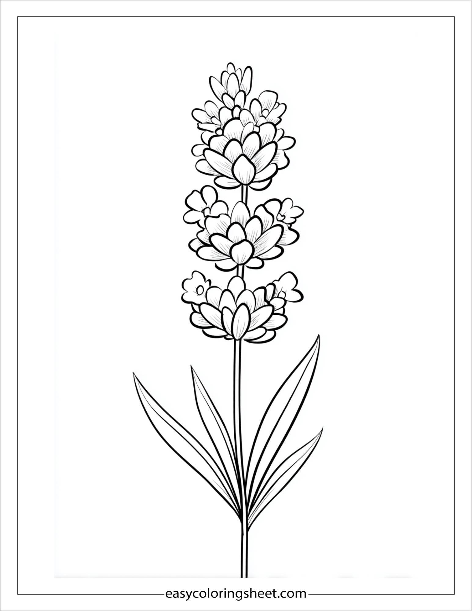 Lavender in full bloom