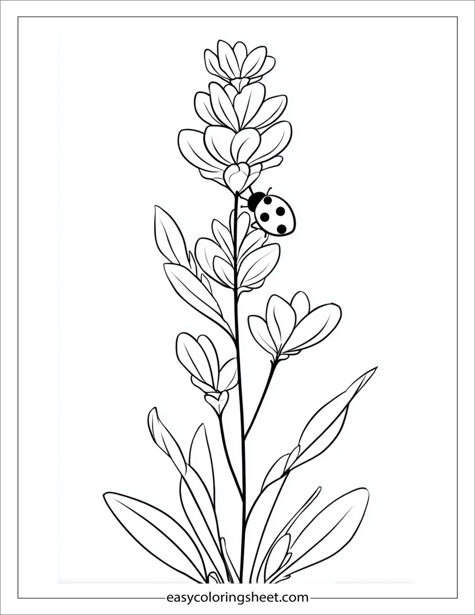 Lavender with Ladybug