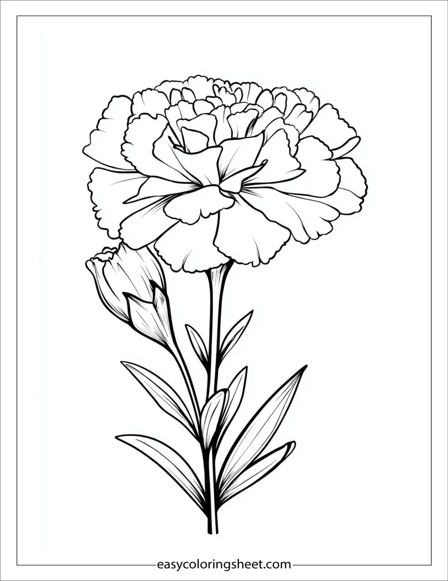 Marigold in full bloom