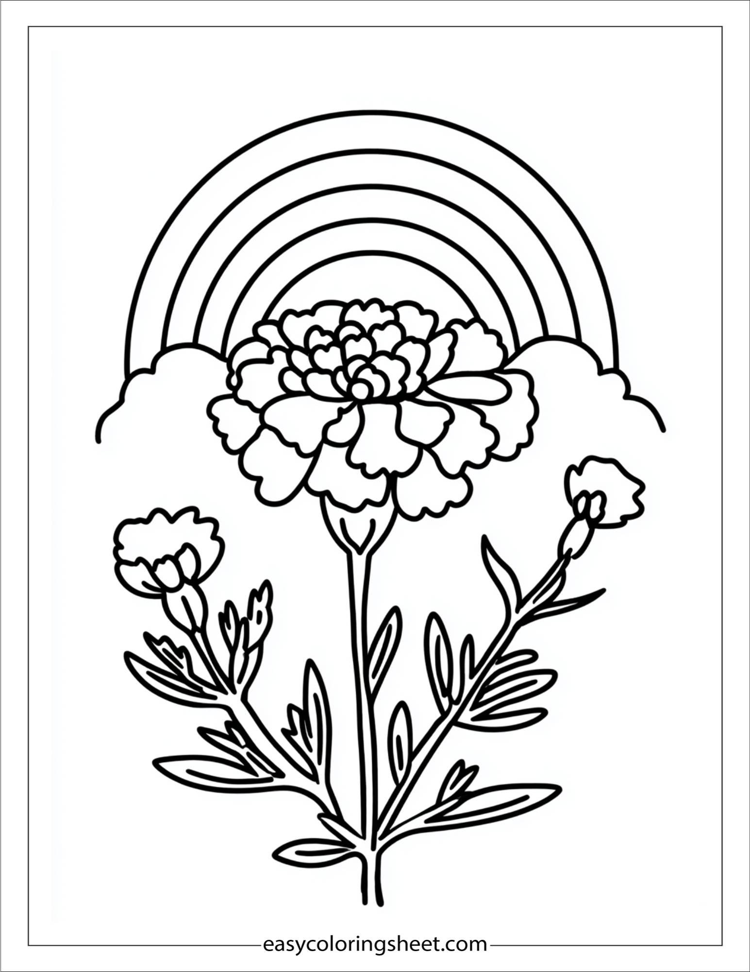 Marigold under rainbow