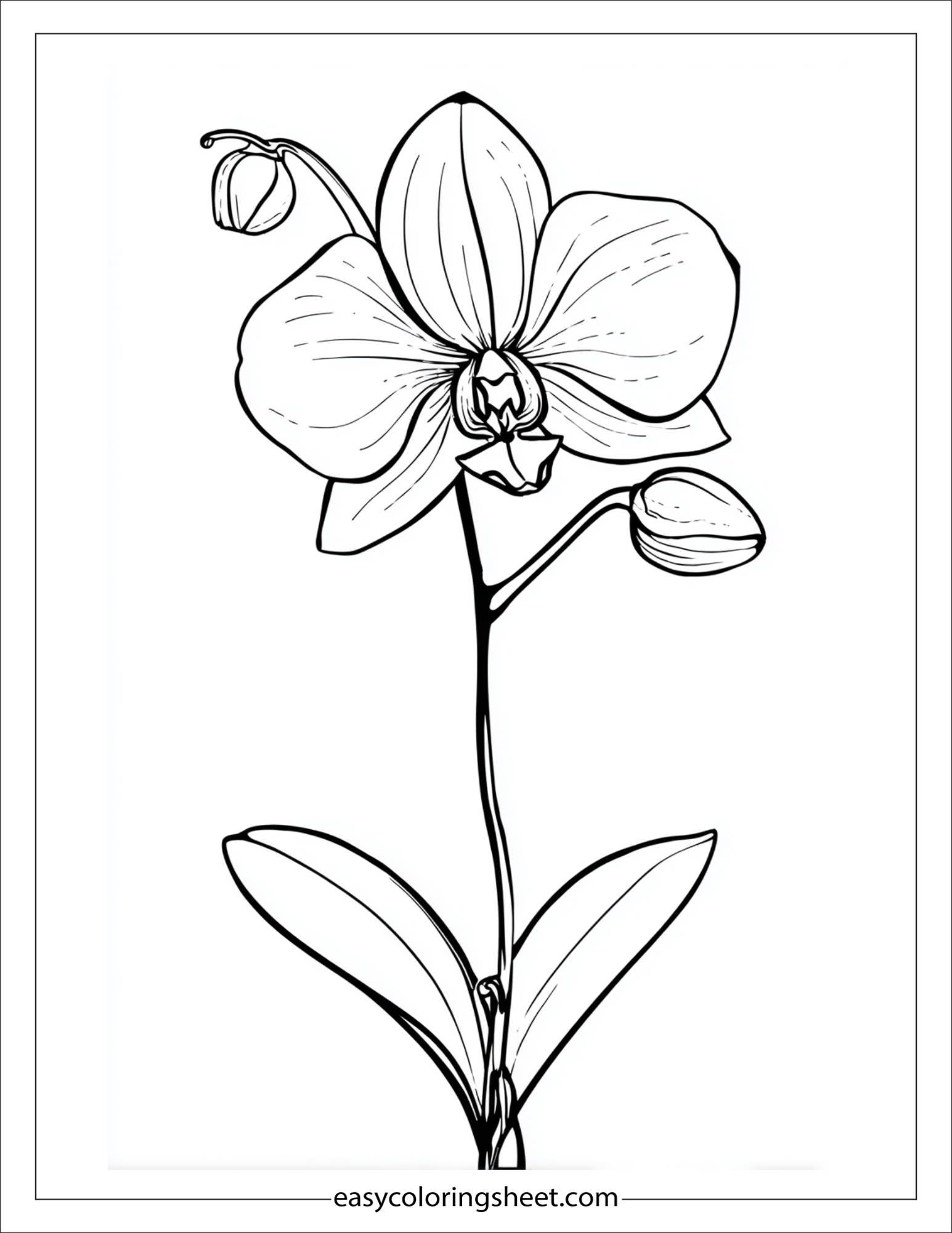 Orchid in full bloom