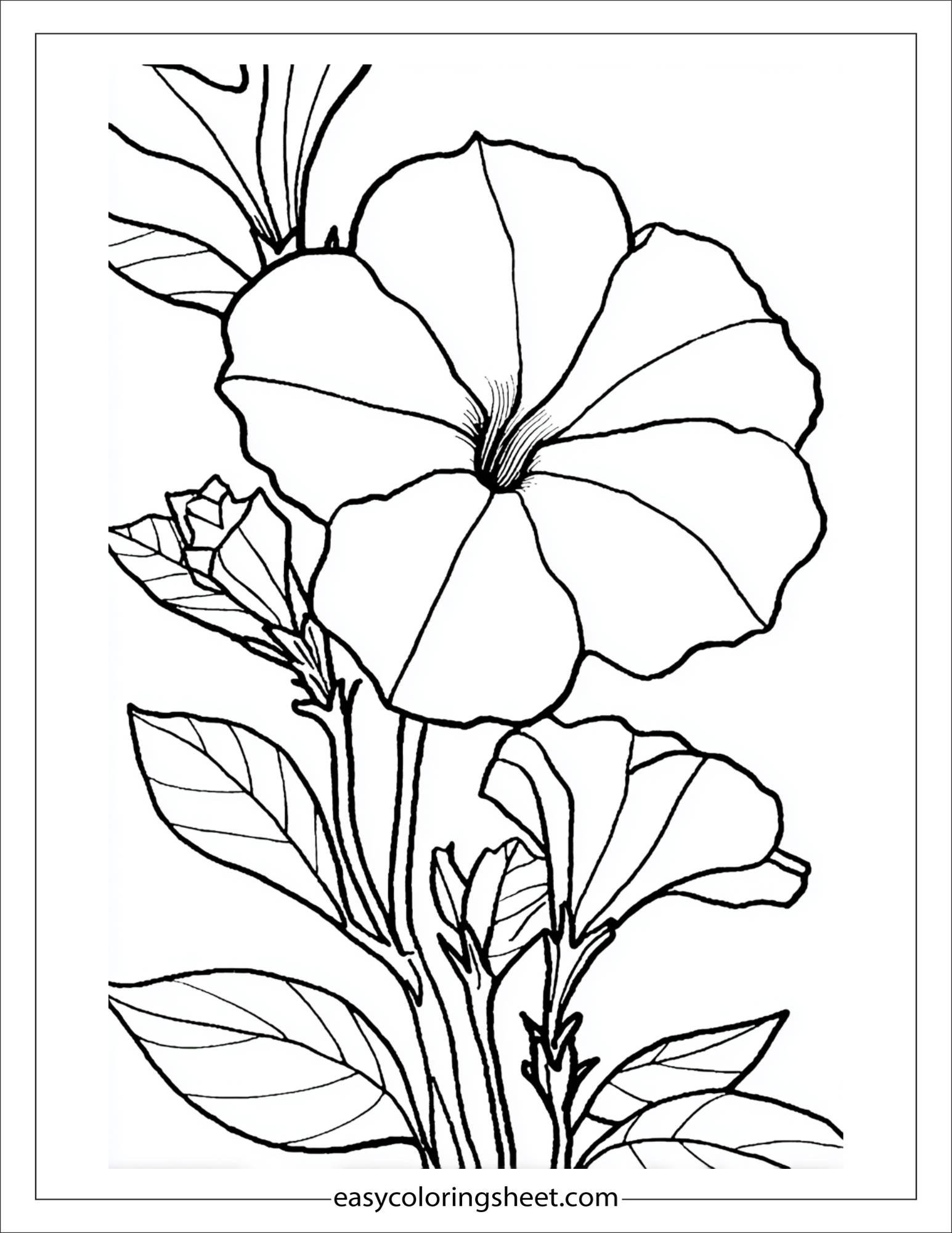 Petunia in full bloom