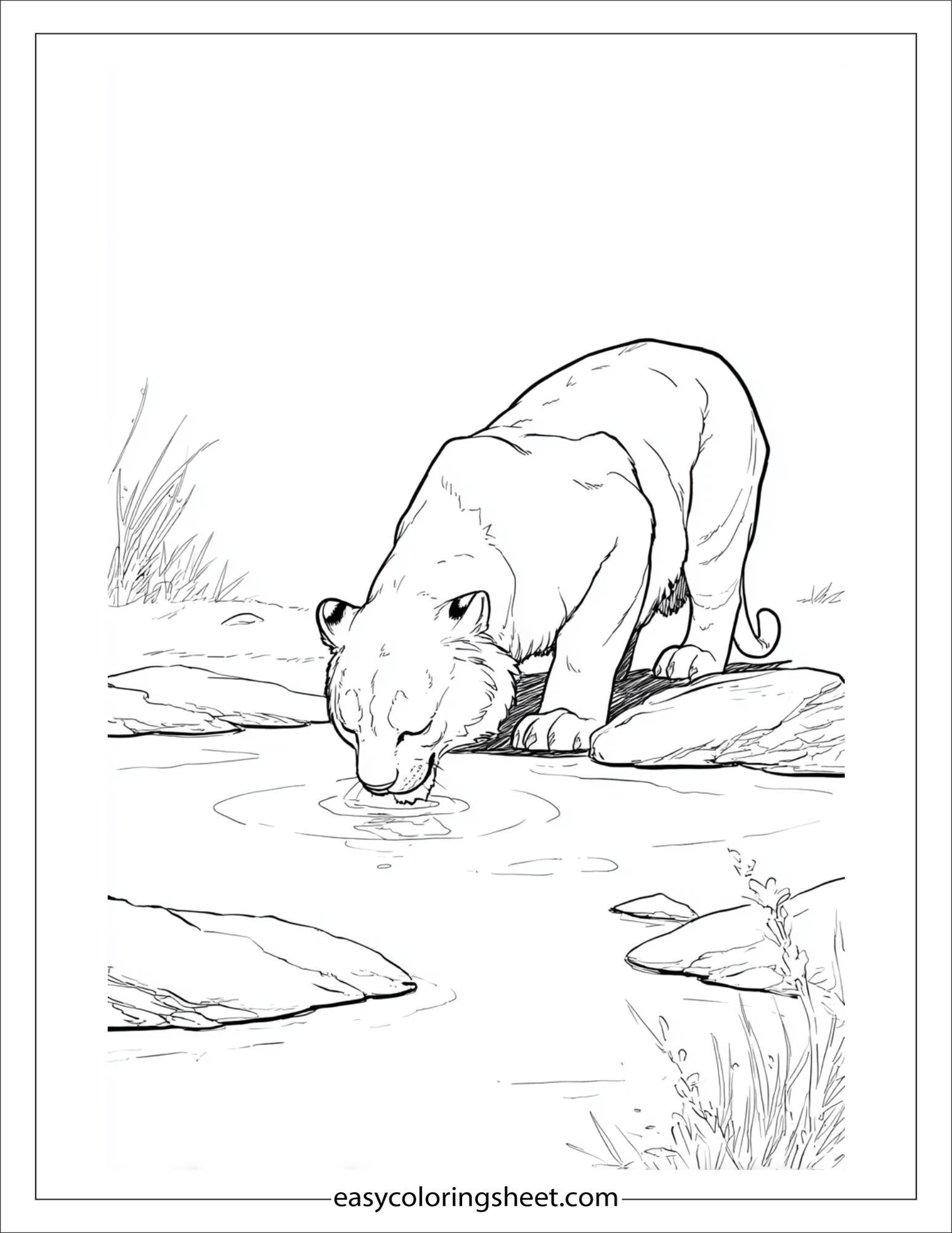 Sher Khan, the tiger, drinking from stream