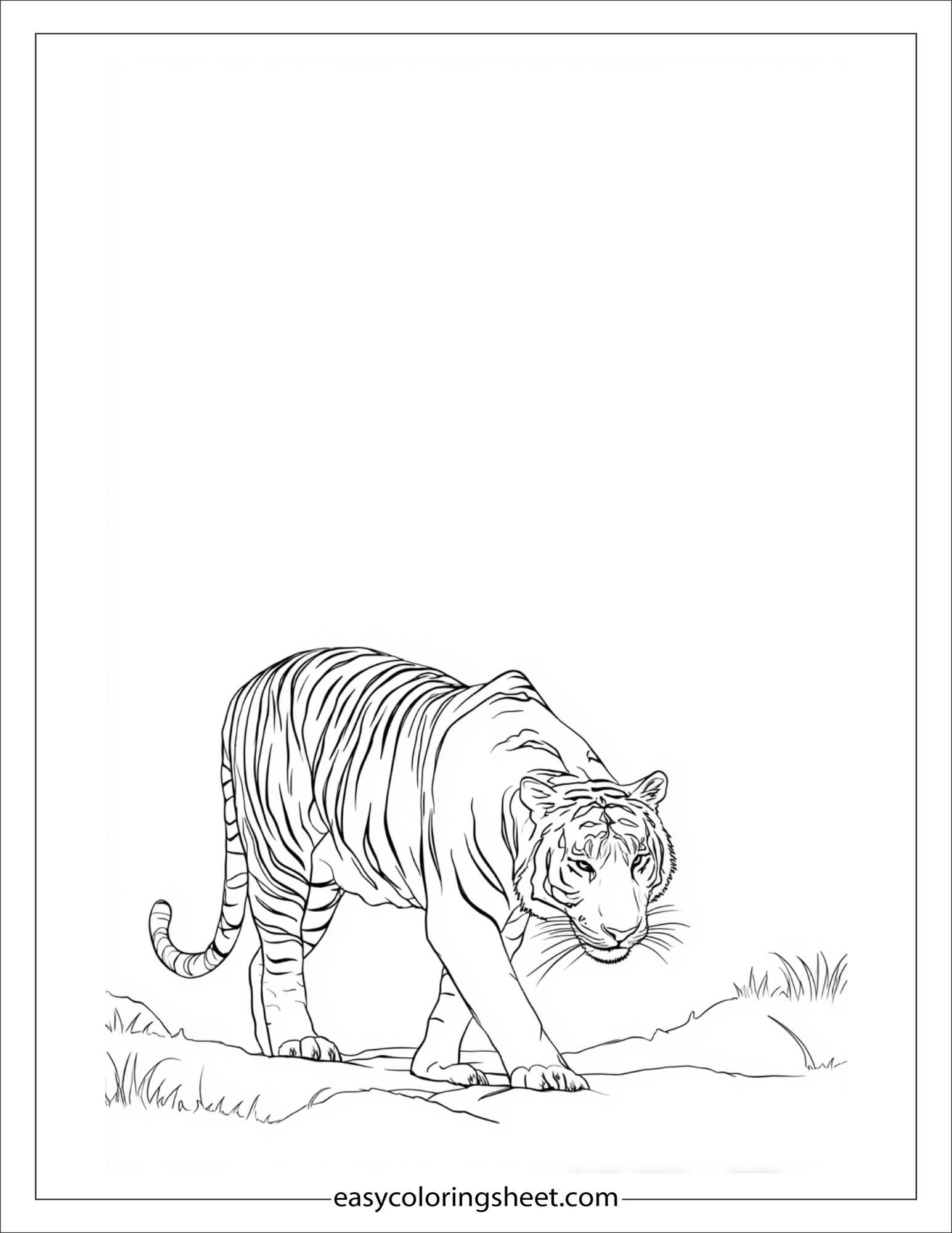 Sher Khan, the tiger, hunting quietly