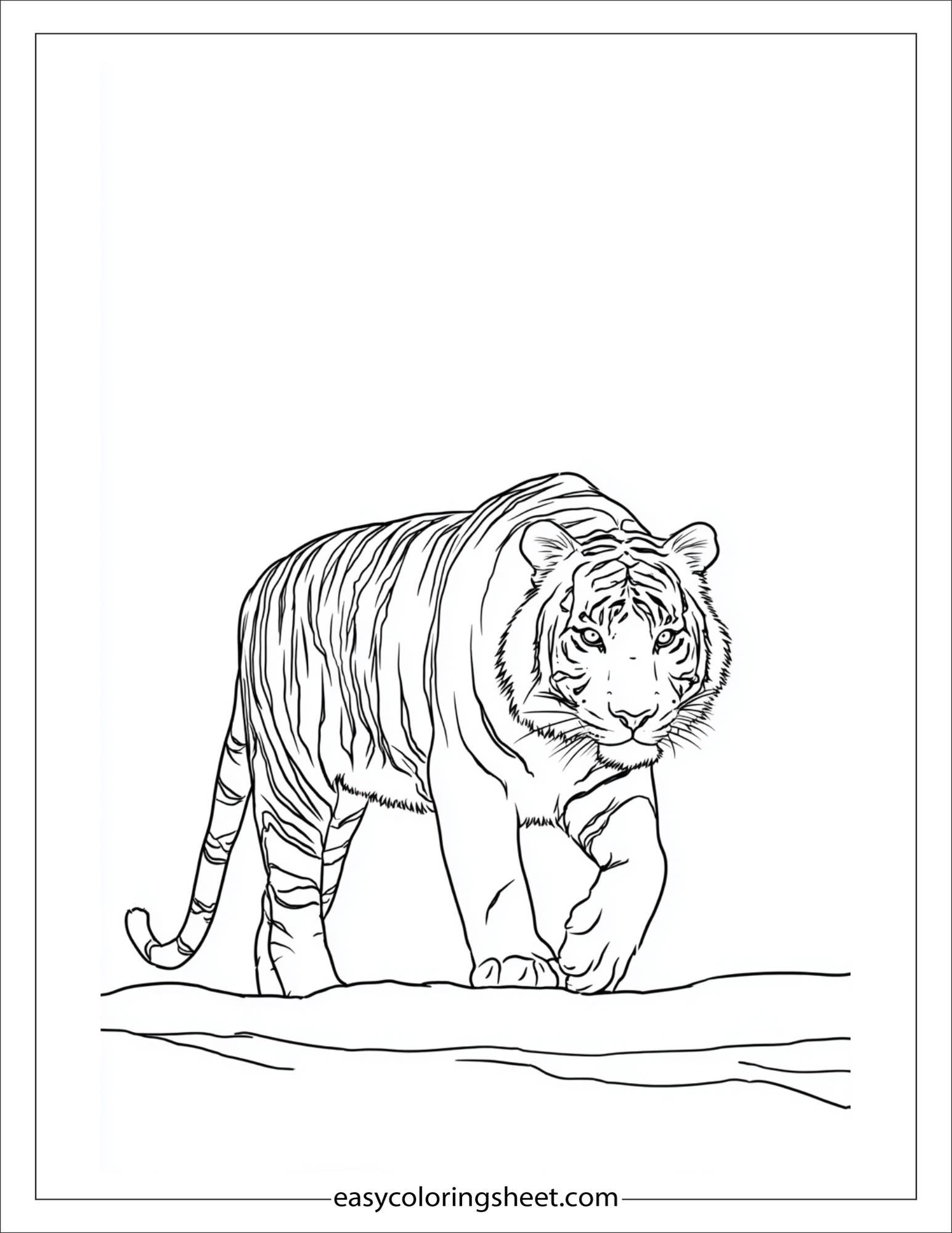 Sher Khan, the tiger, patrolling his territory