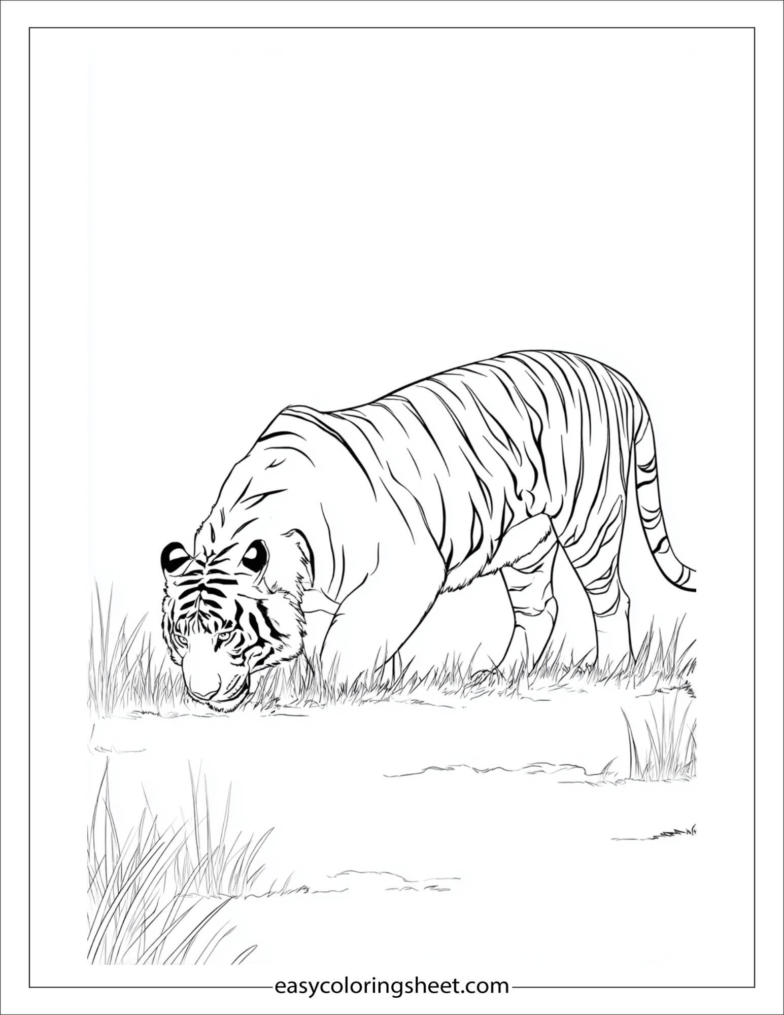 Sher Khan, the tiger, sniffing the air