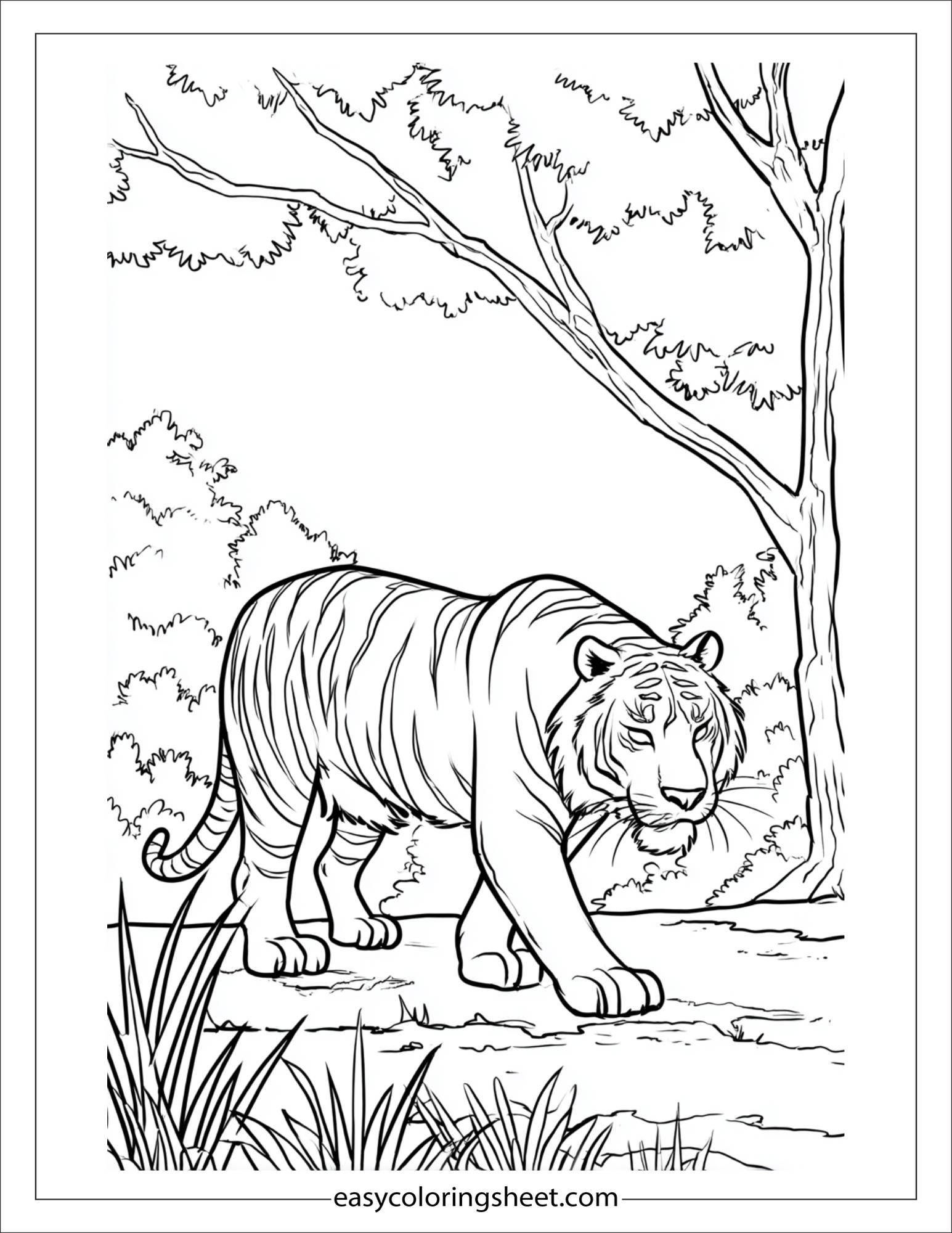 Sher Khan, the tiger, walking through jungle