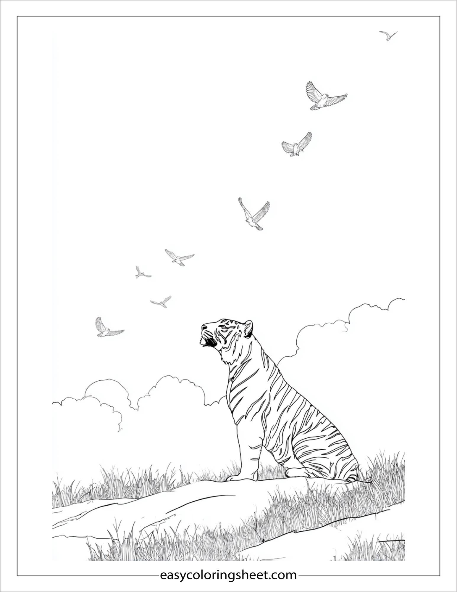 Sher Khan, the tiger, watching birds fly