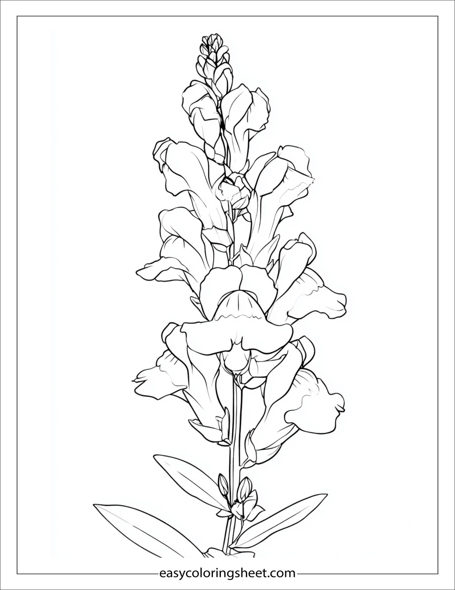 Snapdragon in full bloom