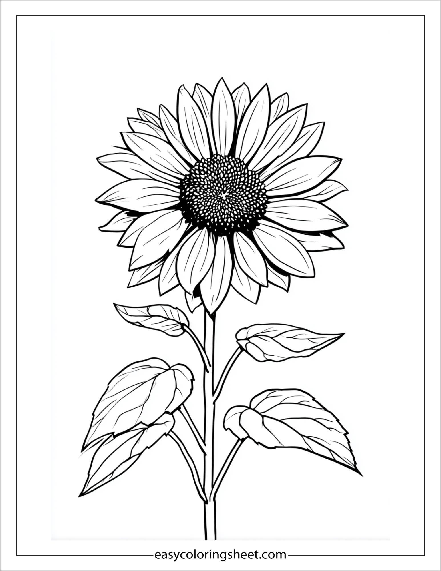 Sunflower in full bloom