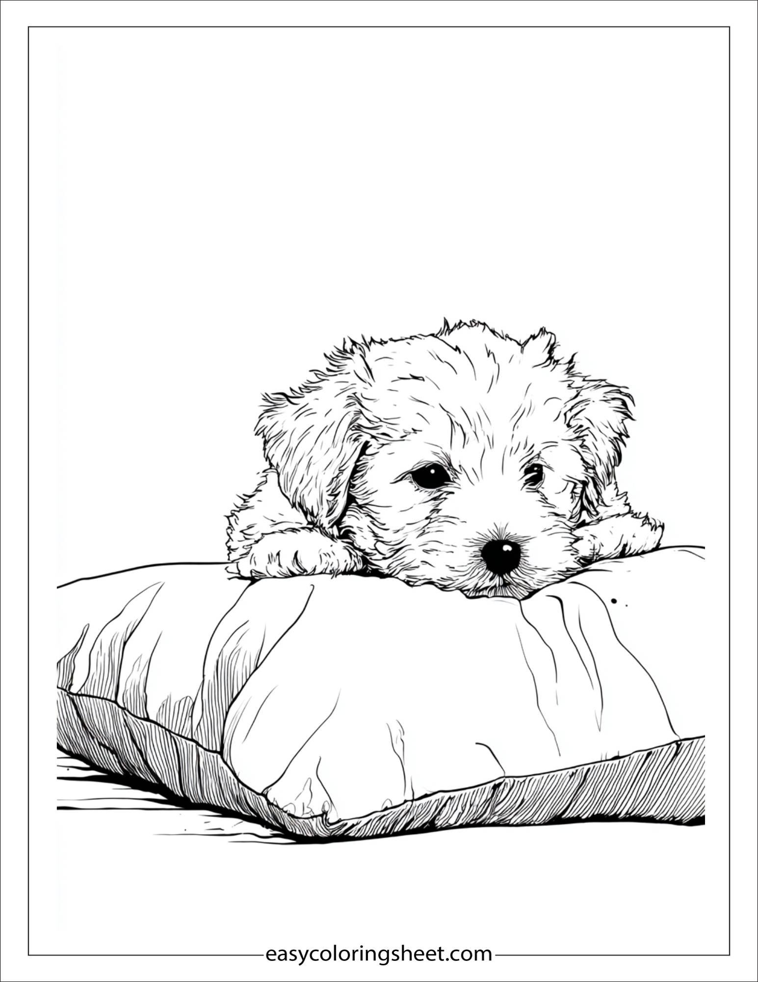 Sweet puppy hiding behind a pillow