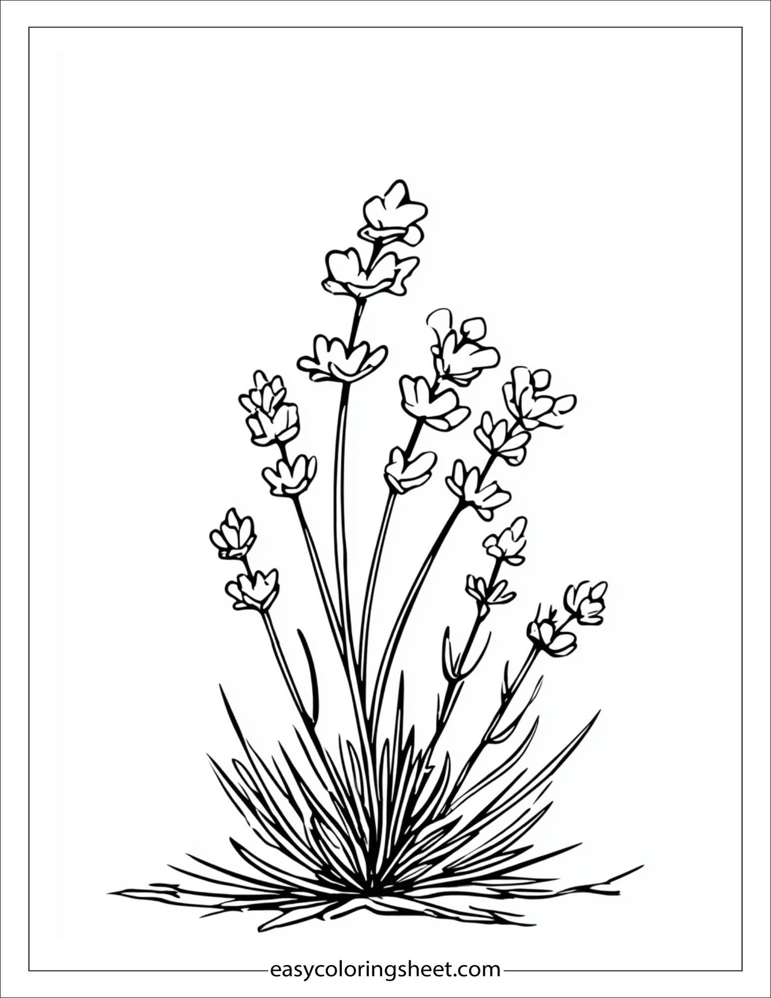 Windy lavender field