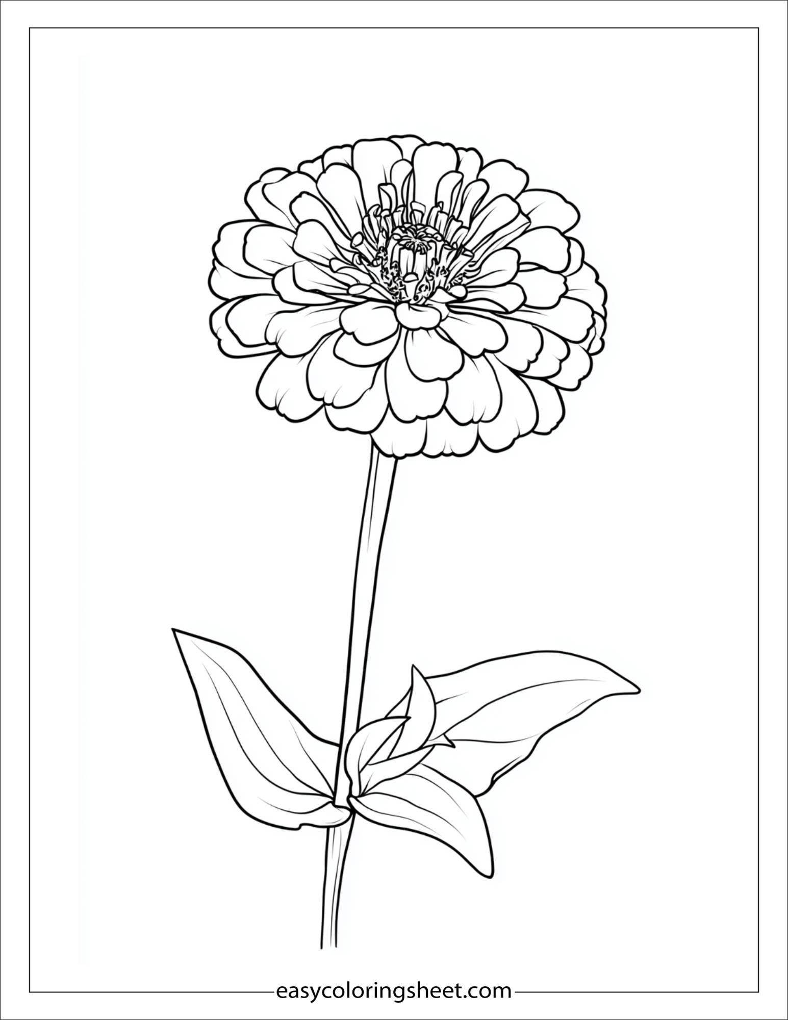 Zinnia in full bloom