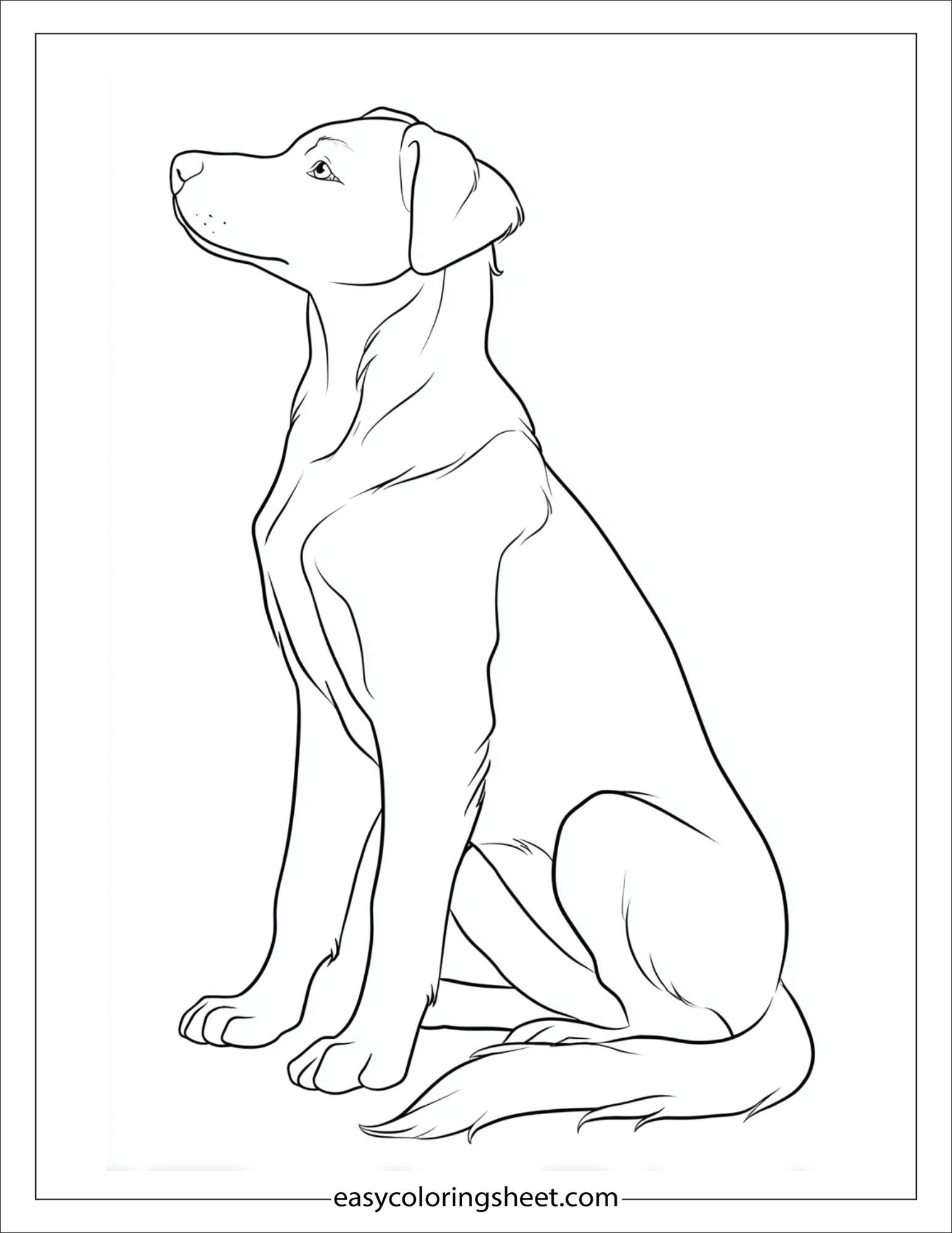 caring dog sitting patiently