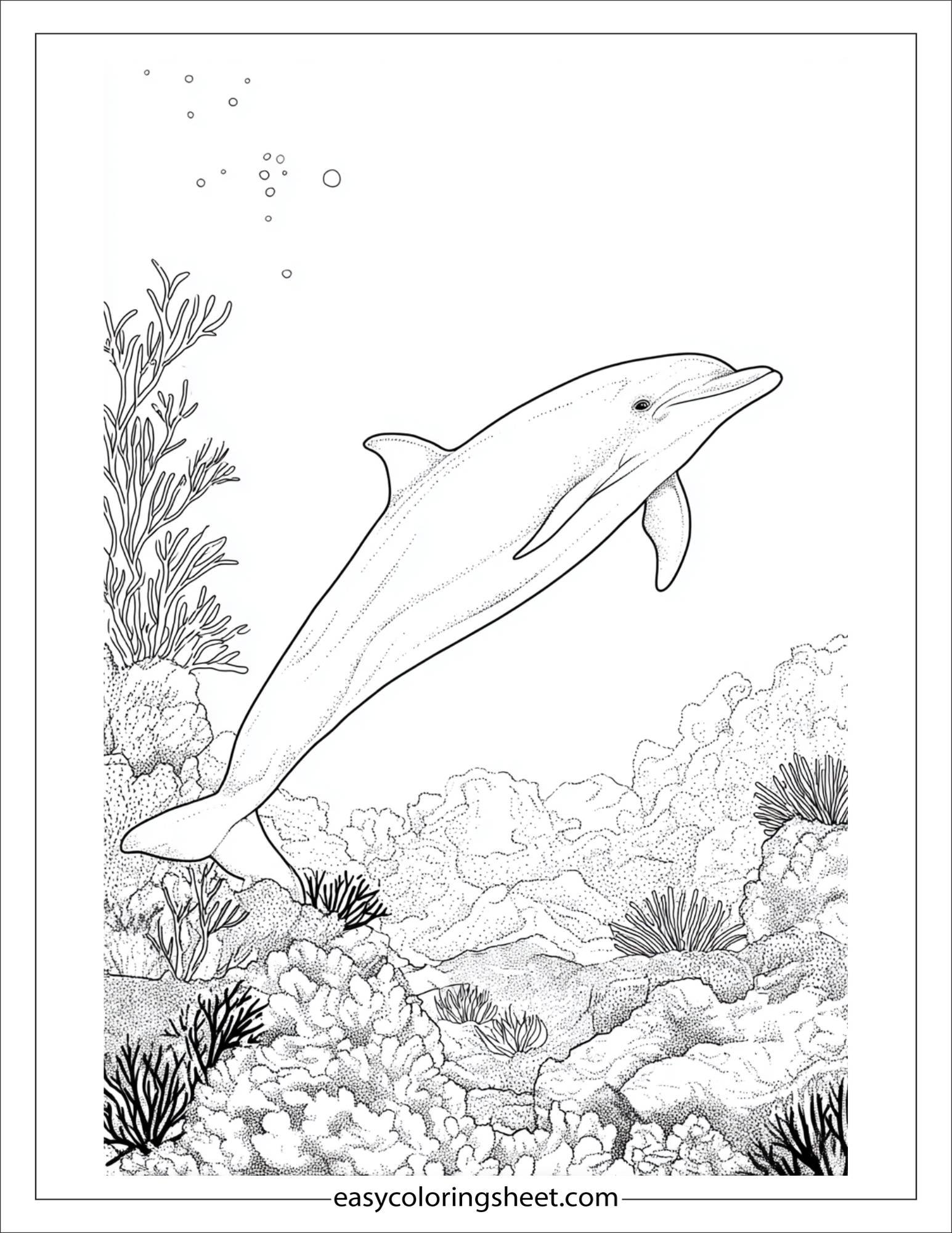 dolphin exploring coral