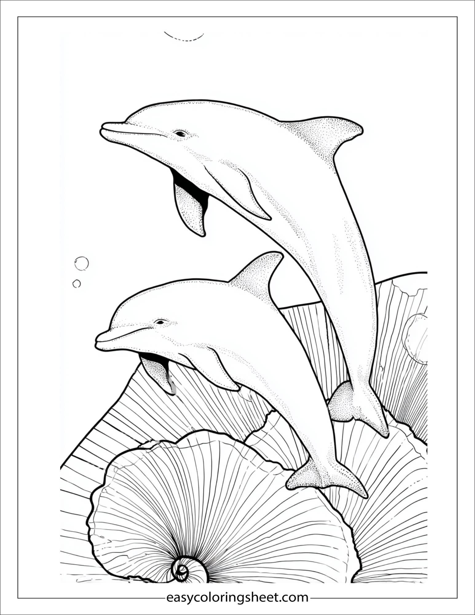 dolphin sharing a shell