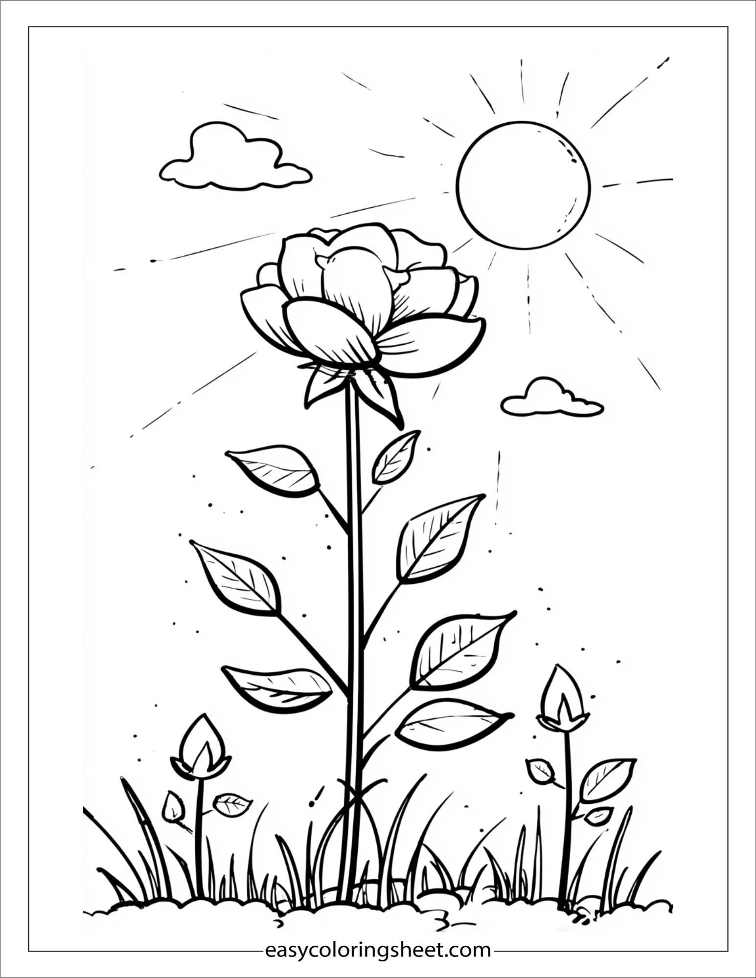 rose resting in sunlight